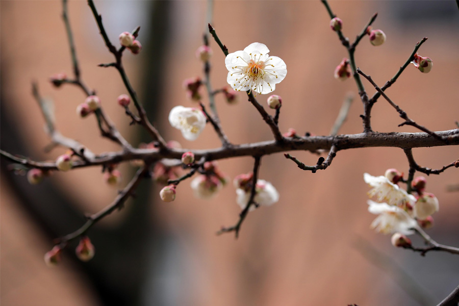 Bahar Ritüeli & Arınma Nefesi