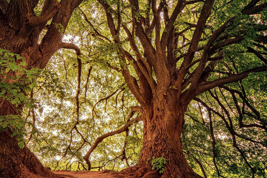 Nefes – Zikir – Vecd